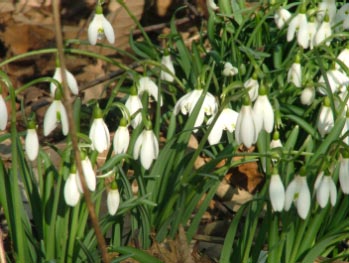 Galanthus nivalisGewoon sneeuwklokje bestellen